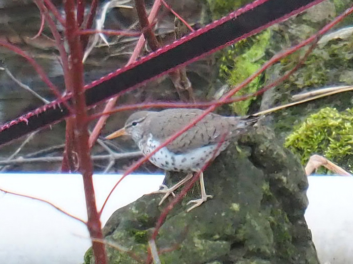 Spotted Sandpiper - ML655121316