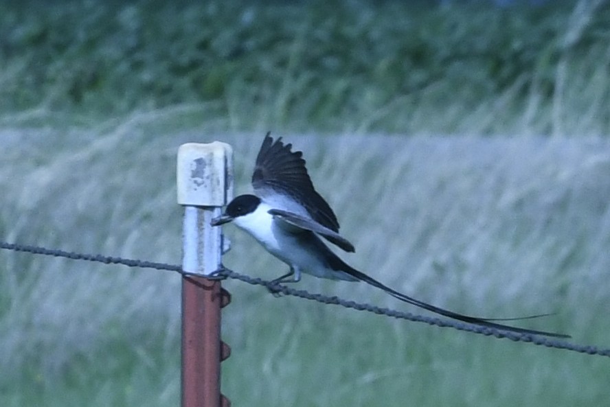 Fork-tailed Flycatcher - ML655121845