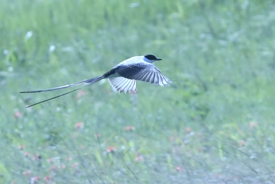 Fork-tailed Flycatcher - ML655121967