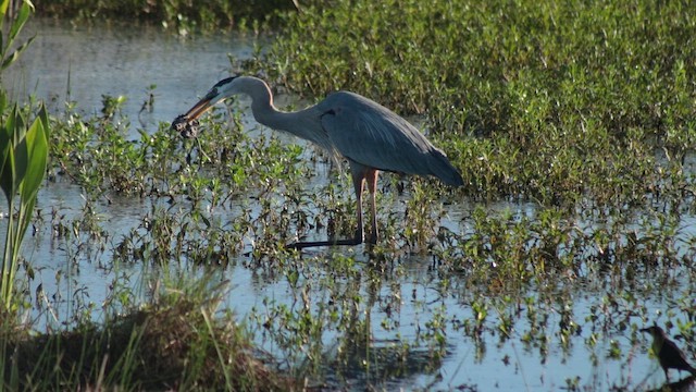 Garza Azulada - ML655122176