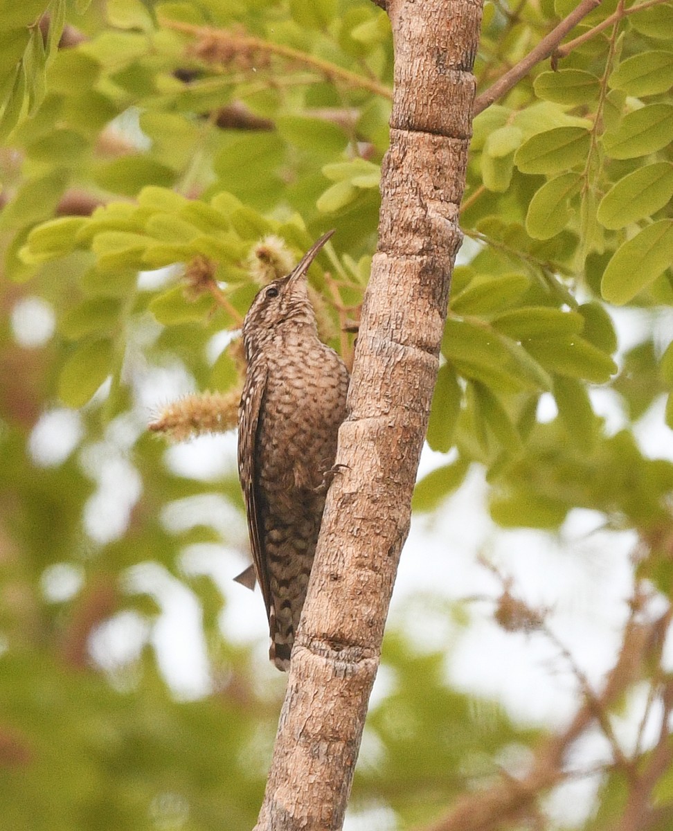 African Spotted Creeper - ML655124588