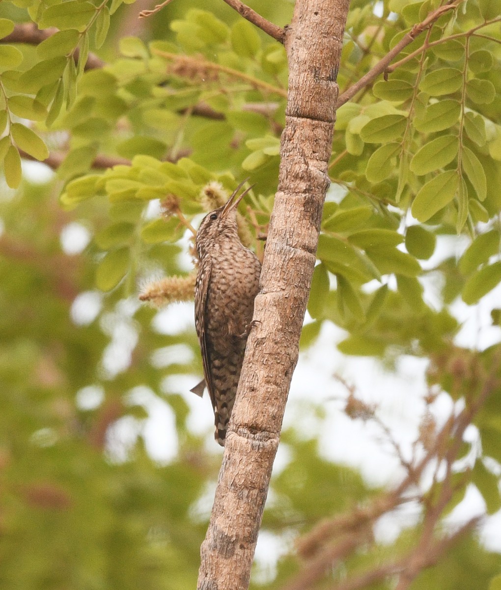 African Spotted Creeper - ML655124589
