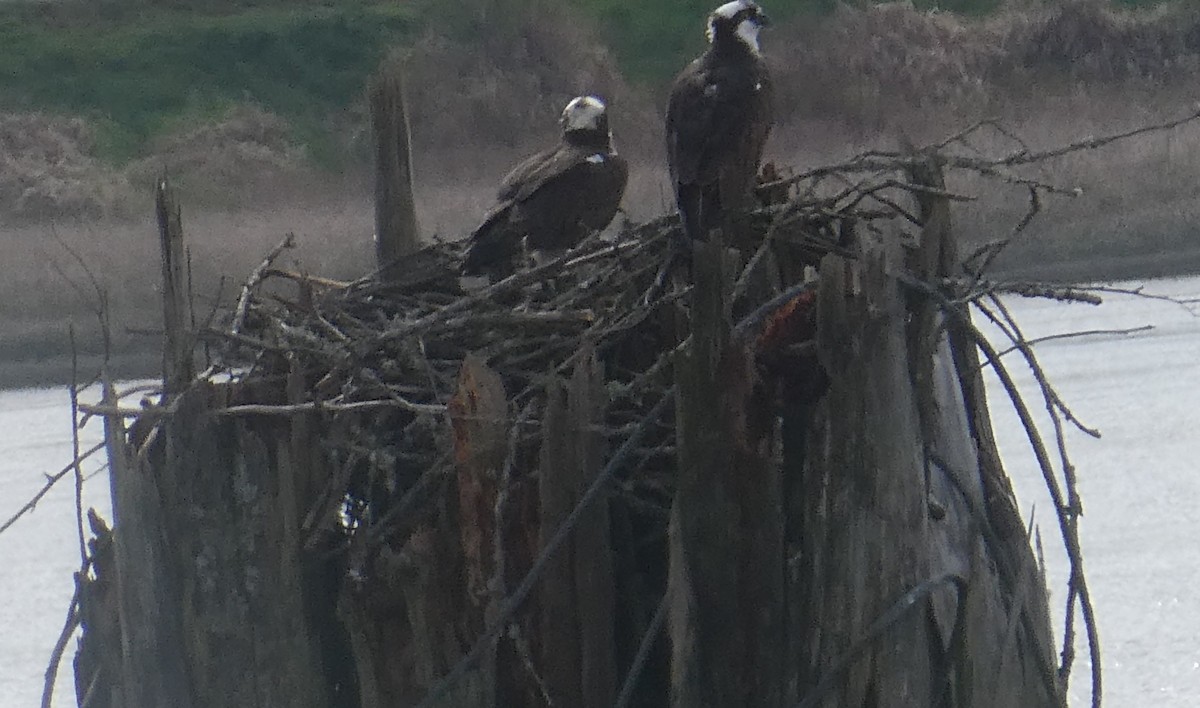 Osprey - ML655124966