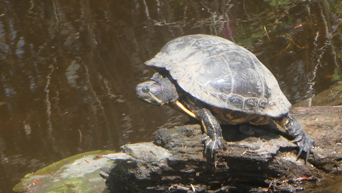 Animals - ML655125083