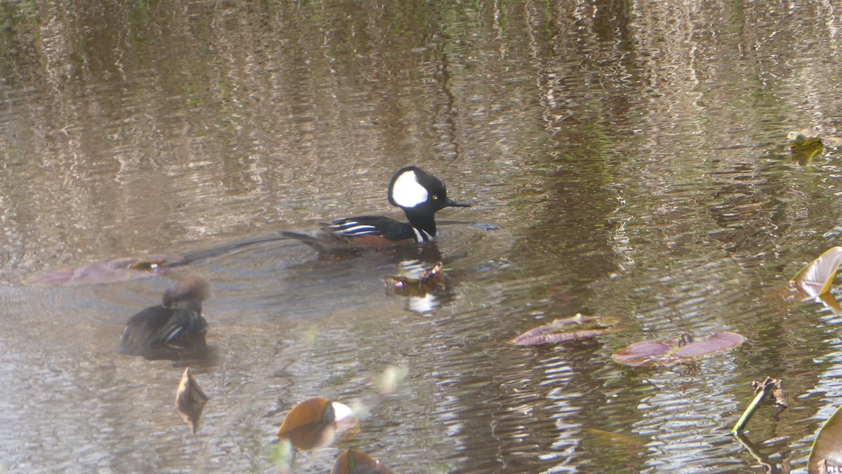 Hooded Merganser - ML655125138