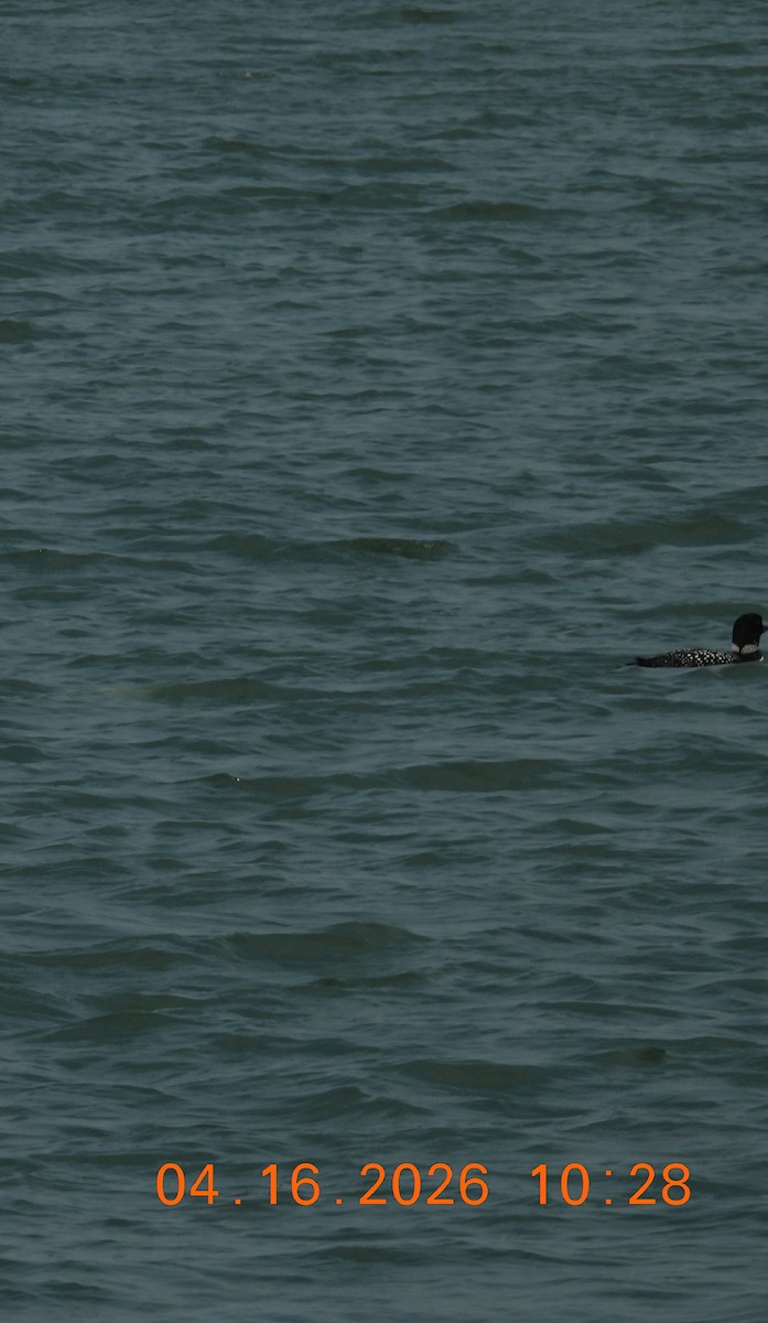 Common Loon - ML655126372