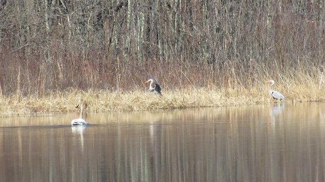 Garza Azulada - ML655128406
