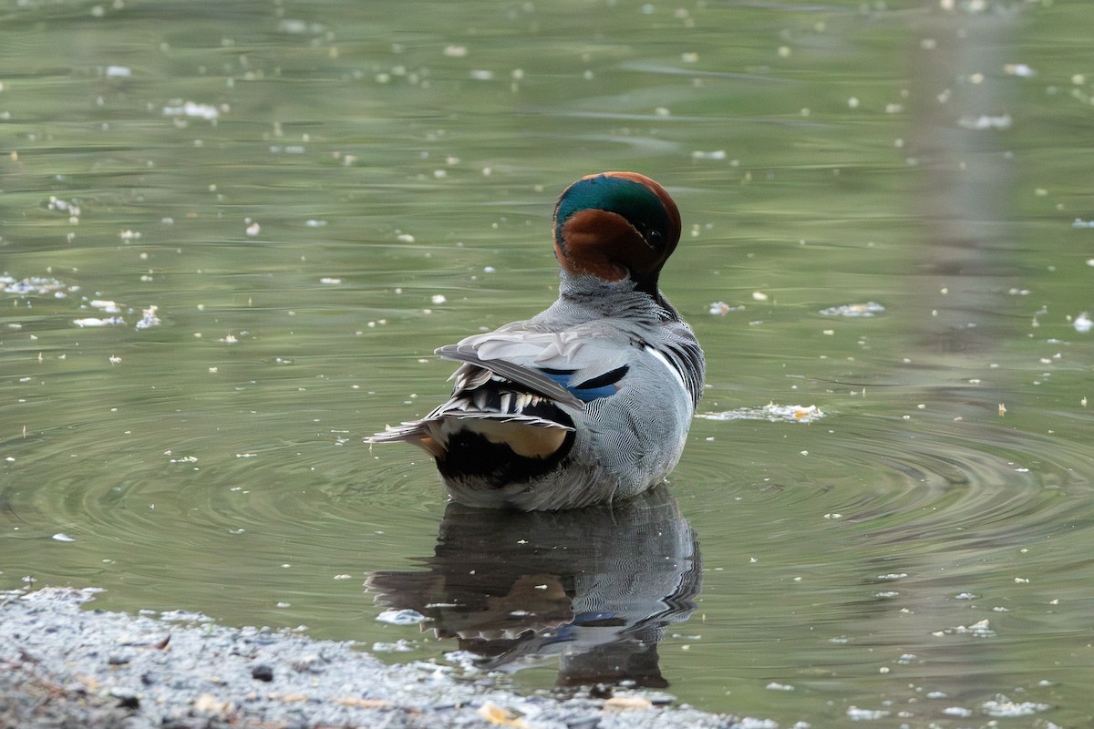 Zertzeta arrunta - ML655132687