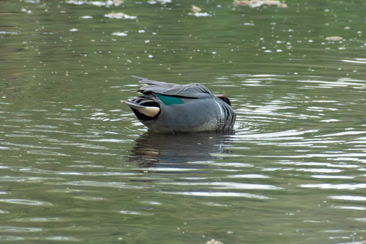 Zertzeta arrunta - ML655132688