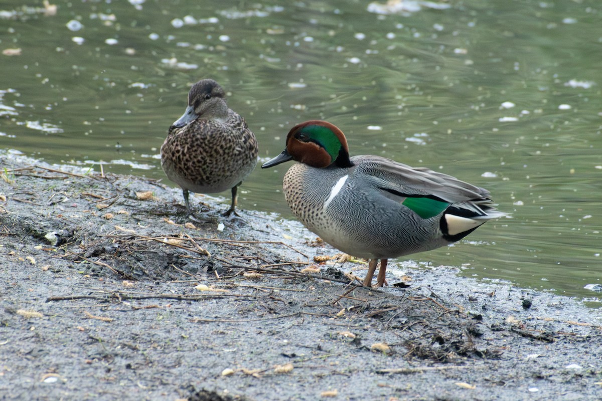 Zertzeta arrunta - ML655132691