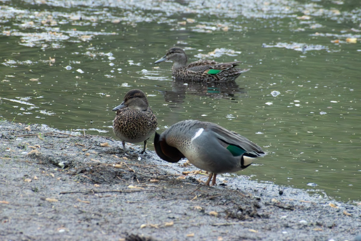 Zertzeta arrunta - ML655132694