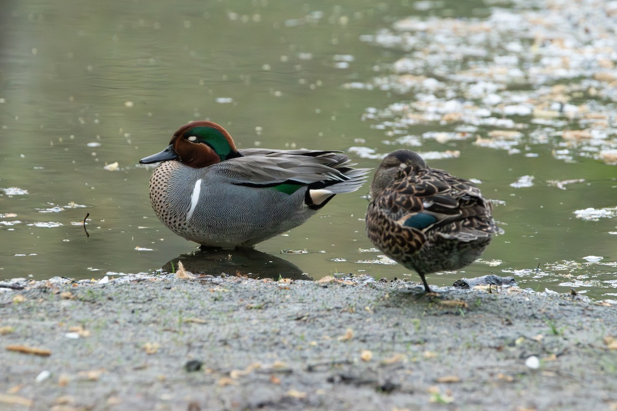 Zertzeta arrunta - ML655132695