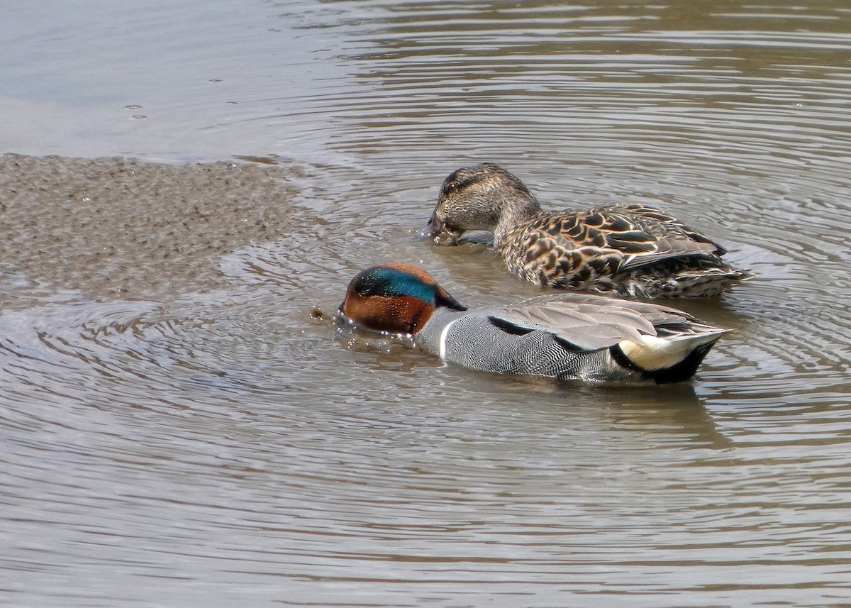 Zertzeta arrunta - ML655133579