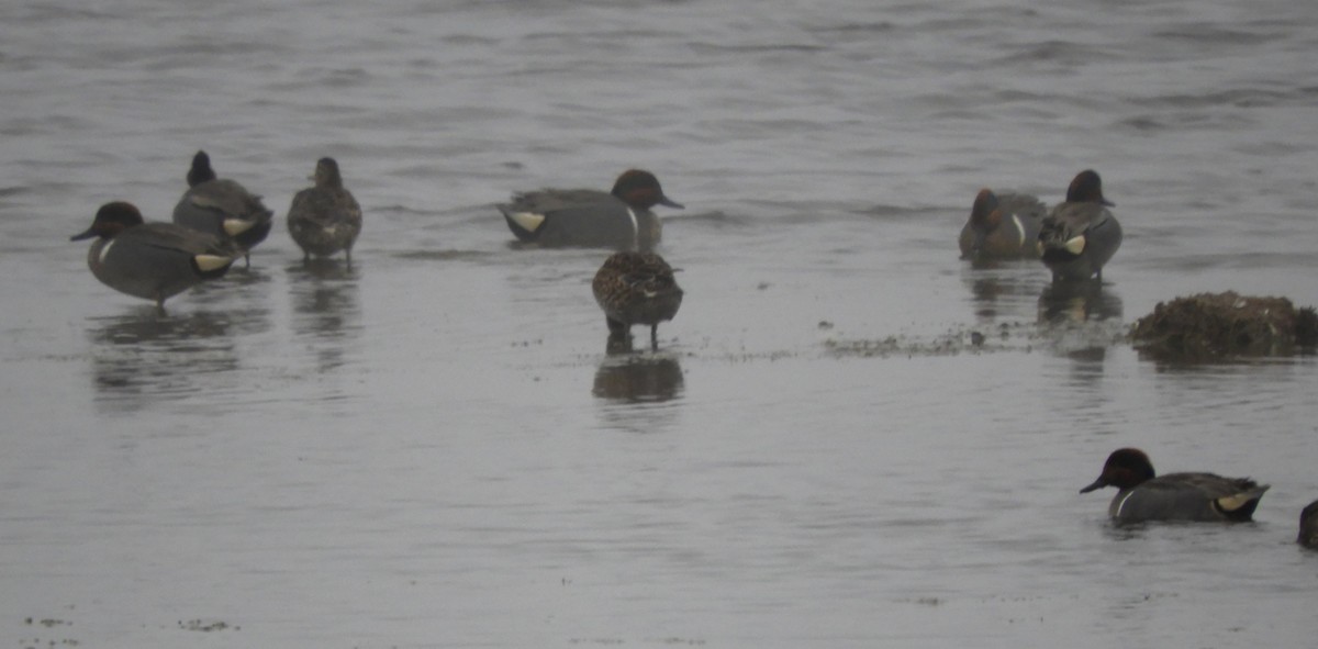 Zertzeta arrunta - ML655134038