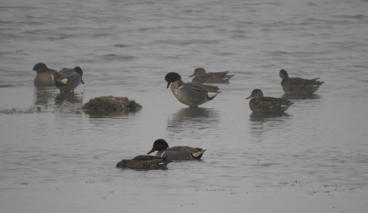 Zertzeta arrunta - ML655134065