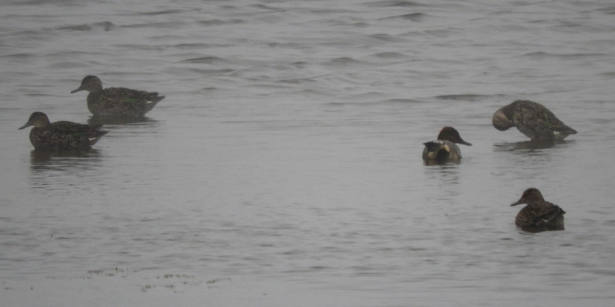 Zertzeta arrunta - ML655134073