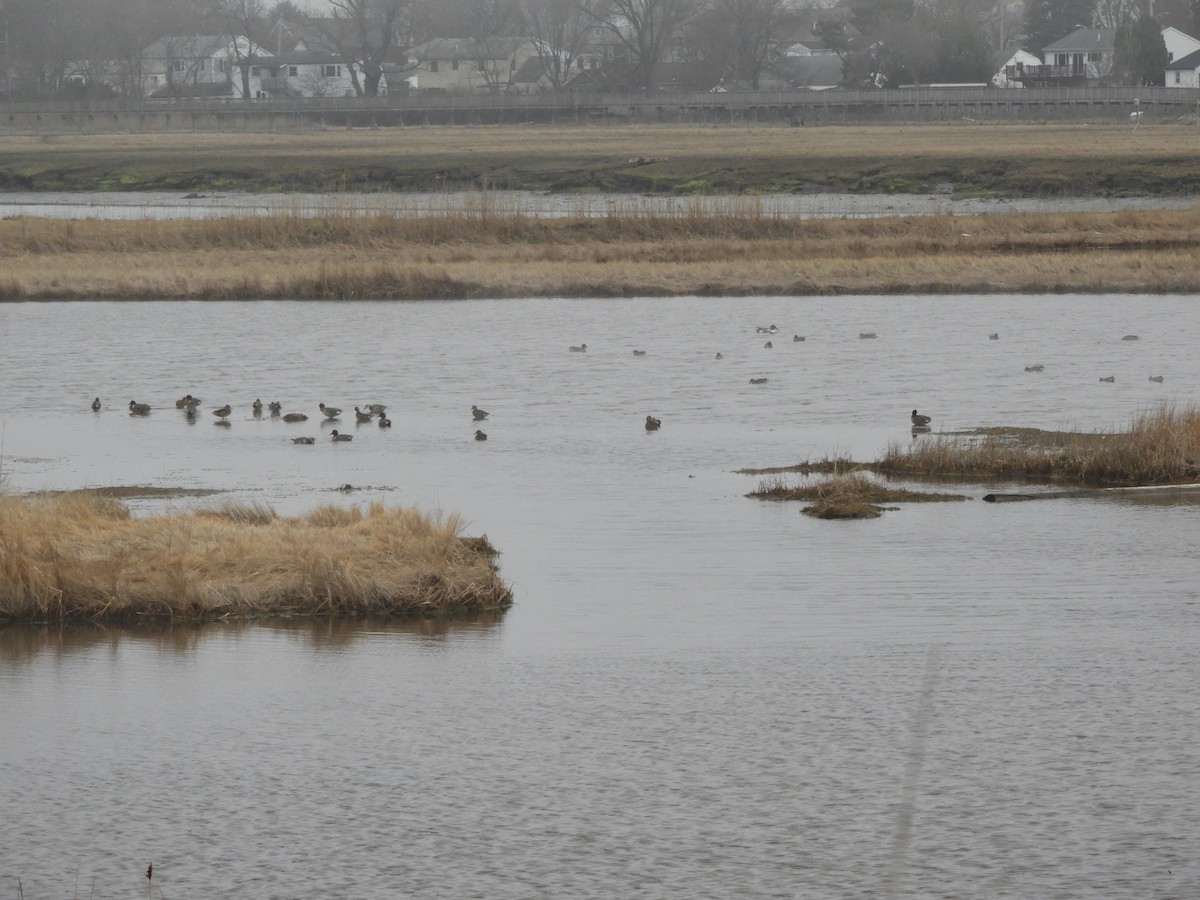 Zertzeta arrunta - ML655134080