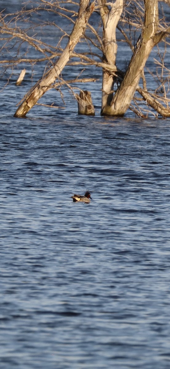 Zertzeta arrunta - ML655134133