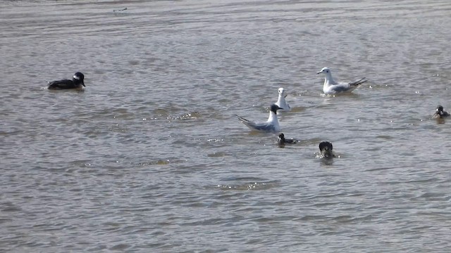 Mouette de Bonaparte - ML655134328