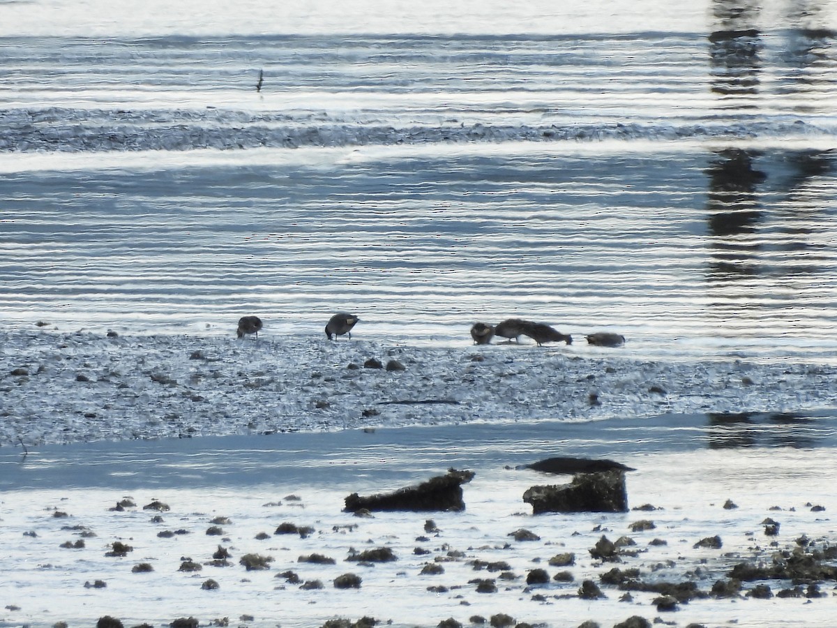 Zertzeta arrunta - ML655134762