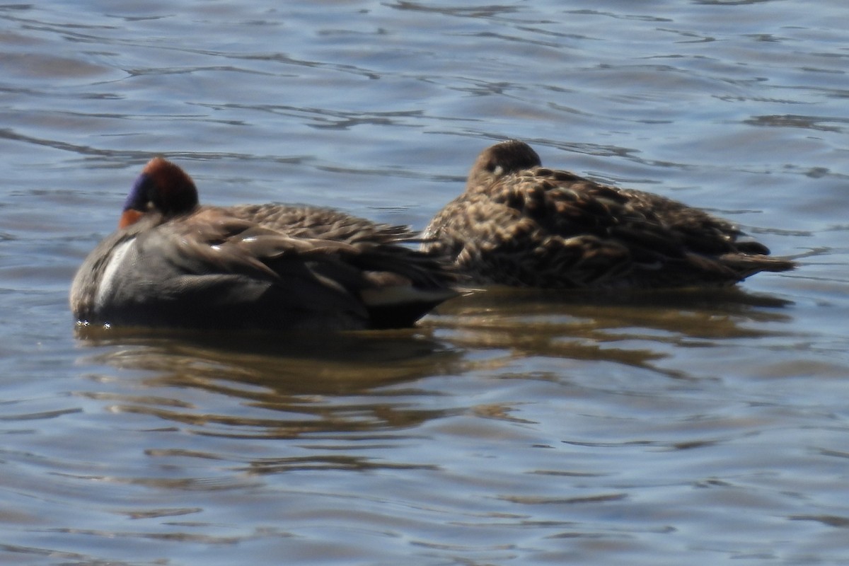 Zertzeta arrunta (amerikarra) - ML655135180