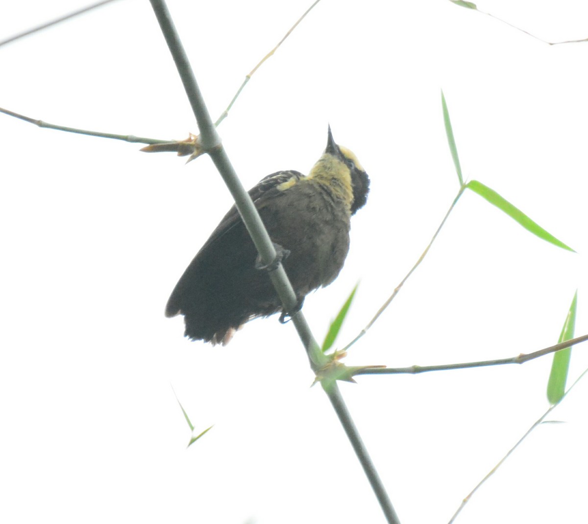 Heart-spotted Woodpecker - ML65513711