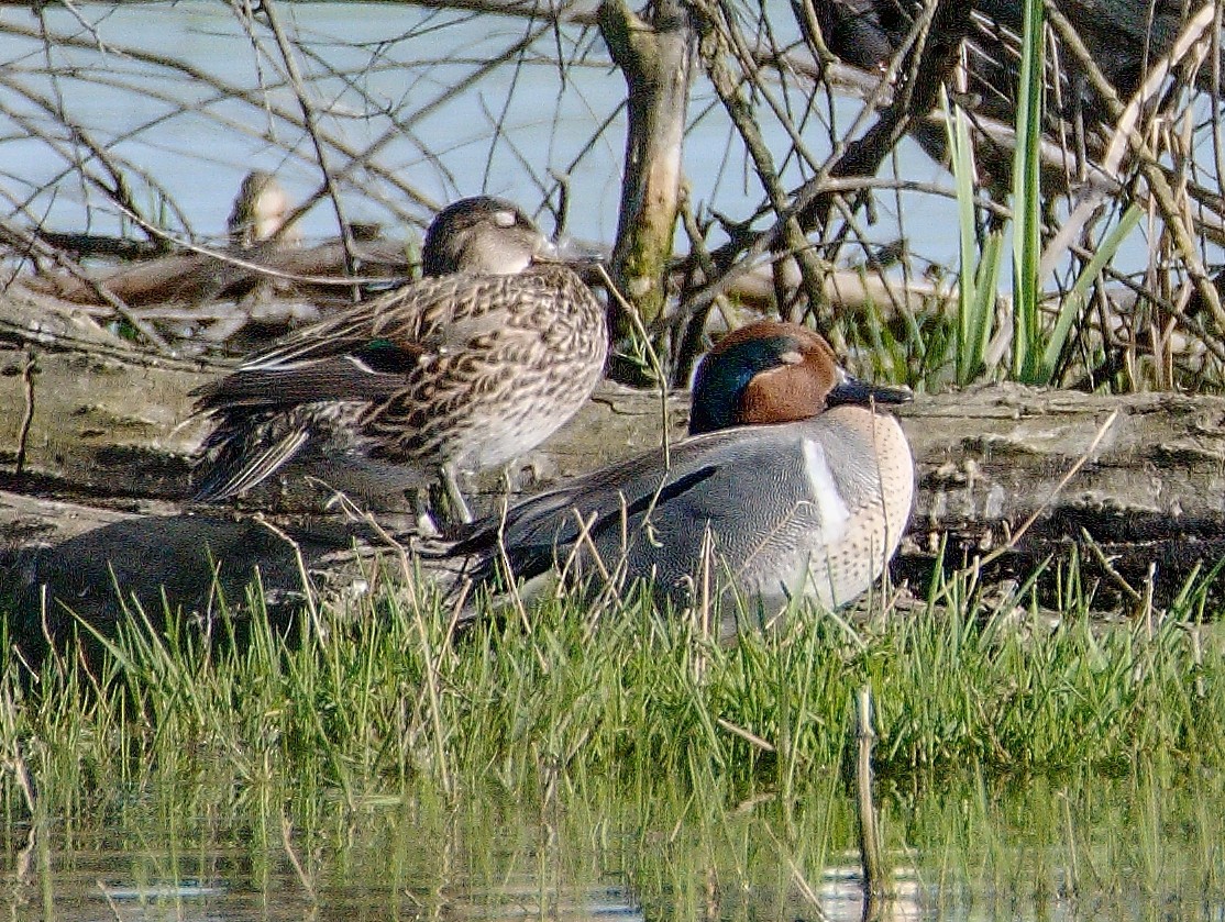 Zertzeta arrunta - ML655137459