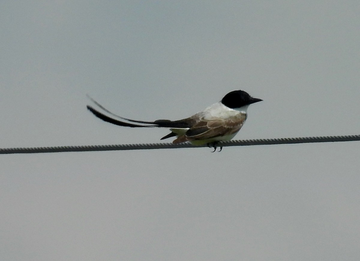 Fork-tailed Flycatcher - ML655137730
