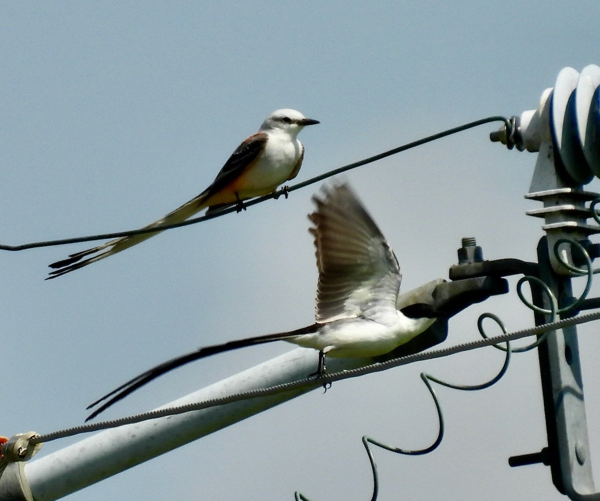 Fork-tailed Flycatcher - ML655137731