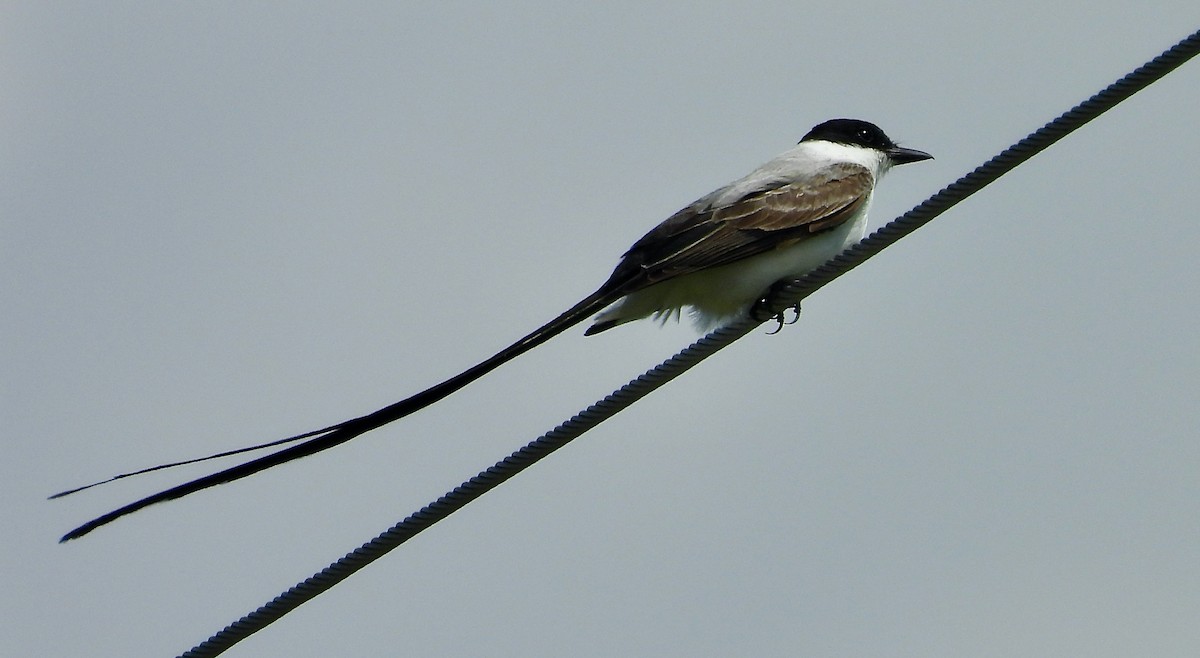 Fork-tailed Flycatcher - ML655137733
