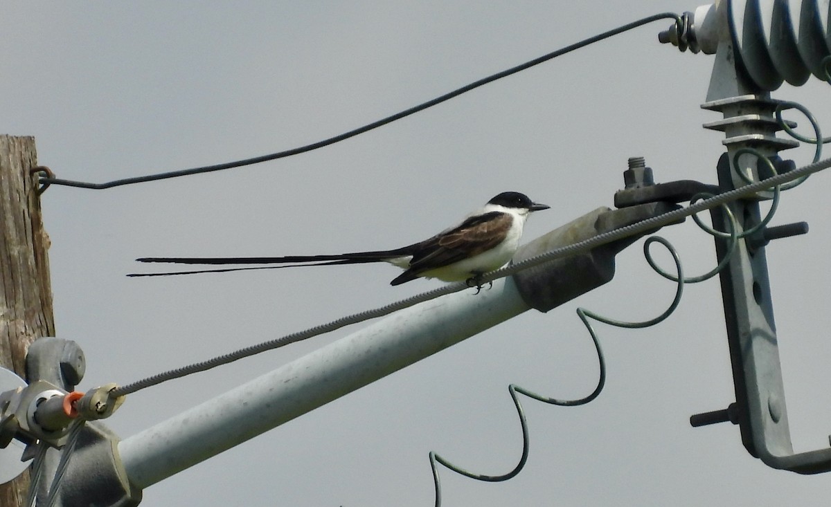 Fork-tailed Flycatcher - ML655137734