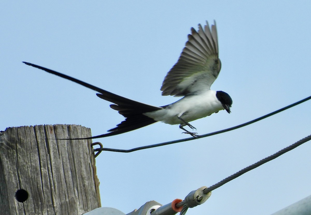 Fork-tailed Flycatcher - ML655137735
