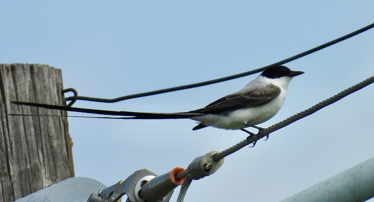 Fork-tailed Flycatcher - ML655137736