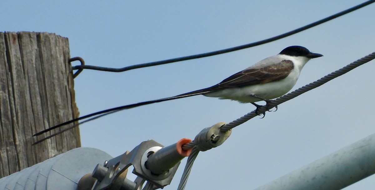 Fork-tailed Flycatcher - ML655137737