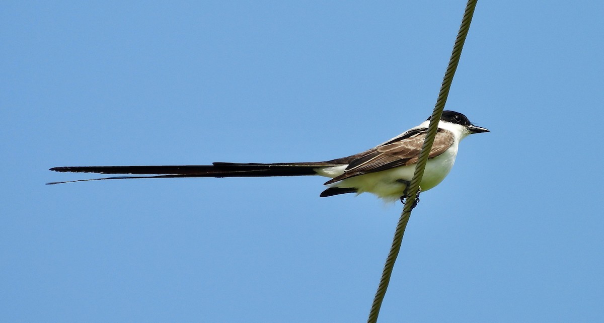 Fork-tailed Flycatcher - ML655137738