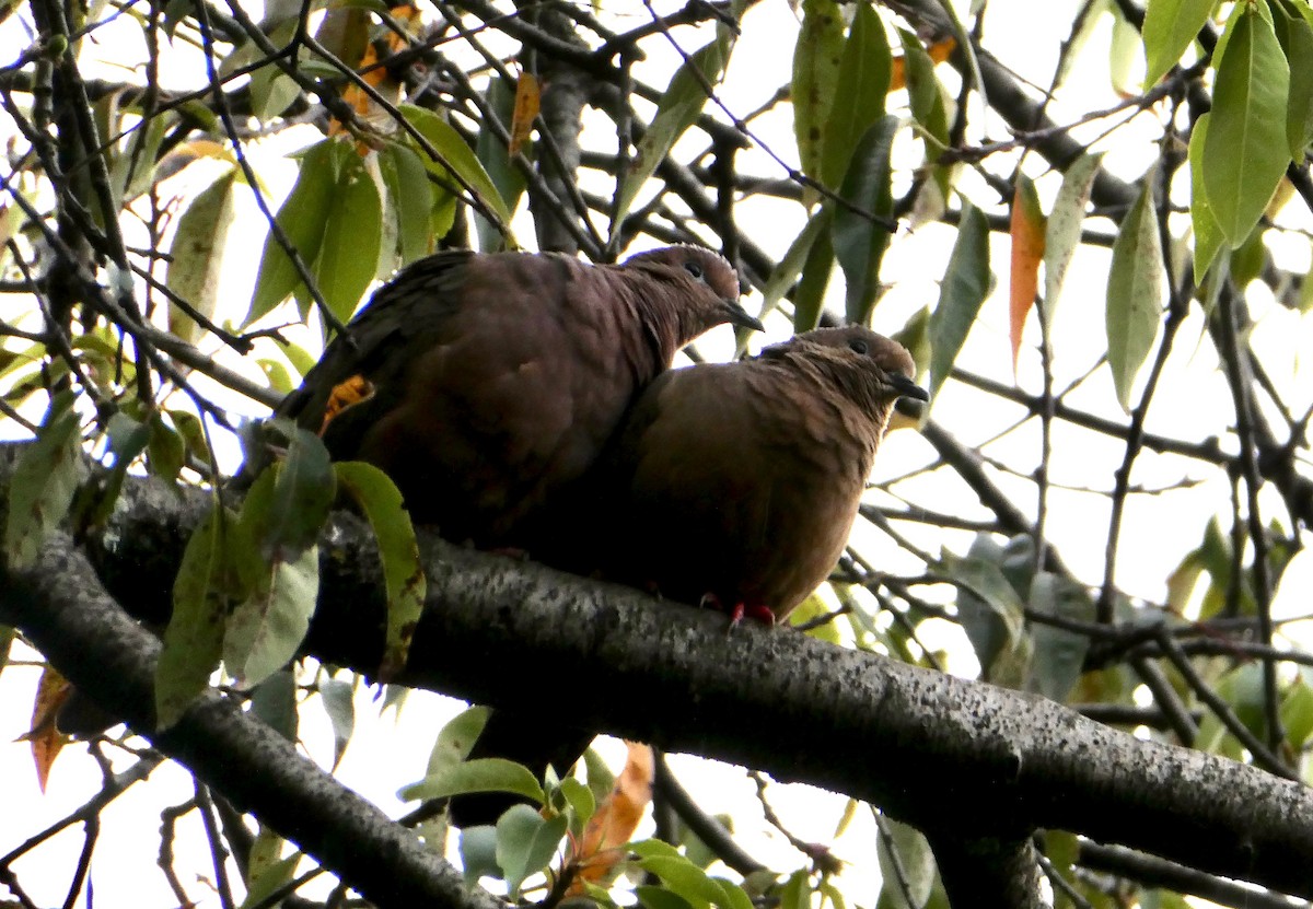 Eared Dove - ML655138032