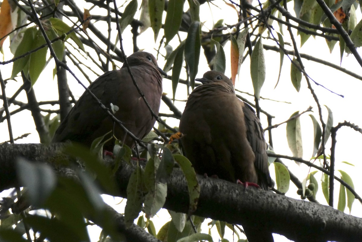 Eared Dove - ML655138033