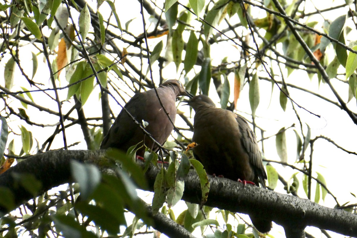 Eared Dove - ML655138187