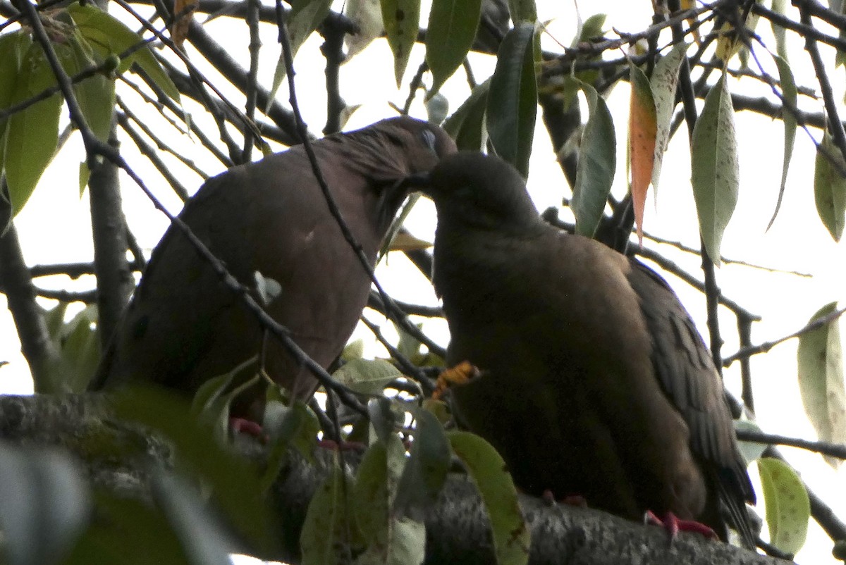 Eared Dove - ML655138188