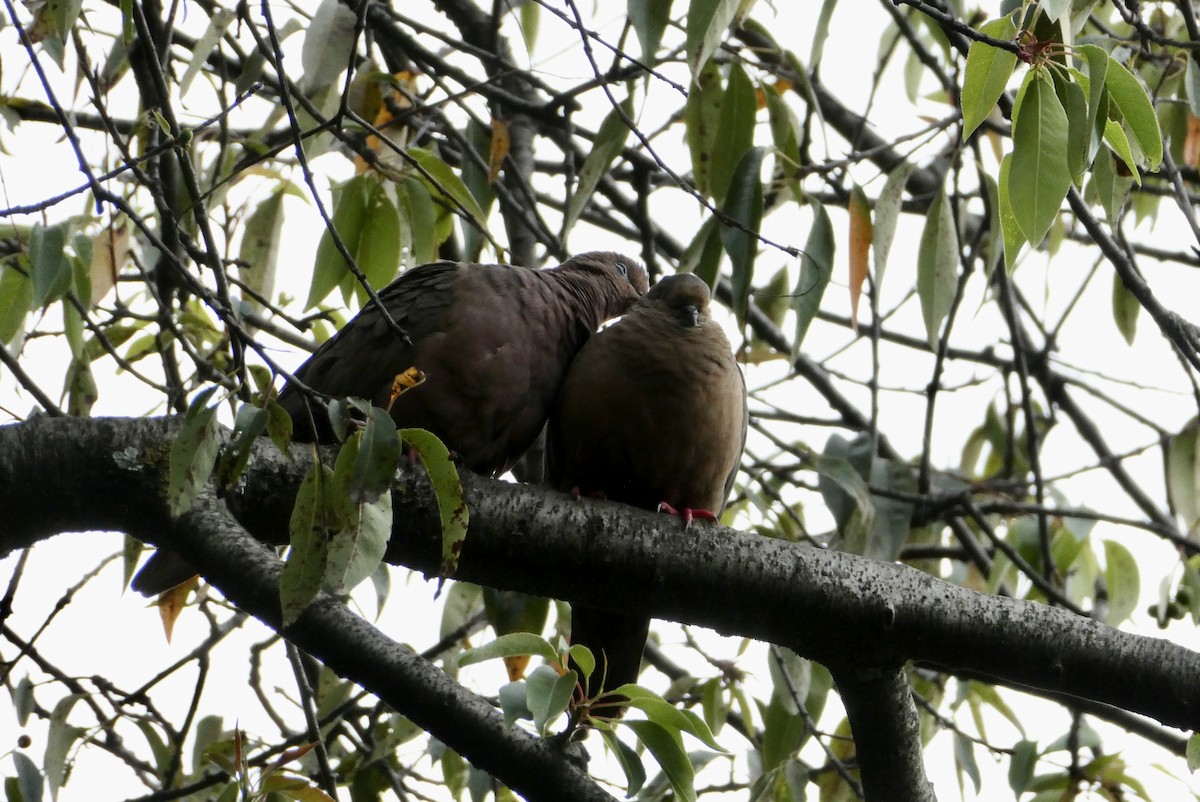 Eared Dove - ML655138191