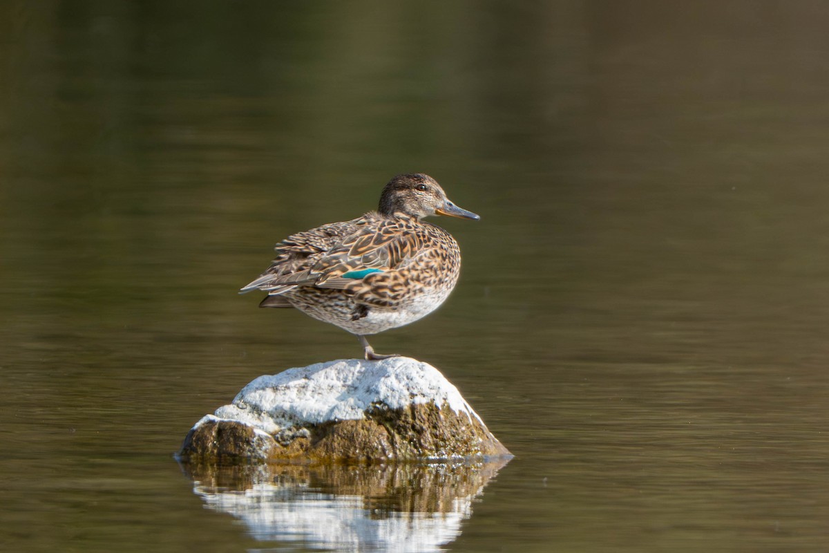 Zertzeta arrunta - ML655138332