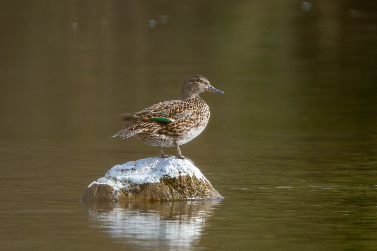 Zertzeta arrunta - ML655138333