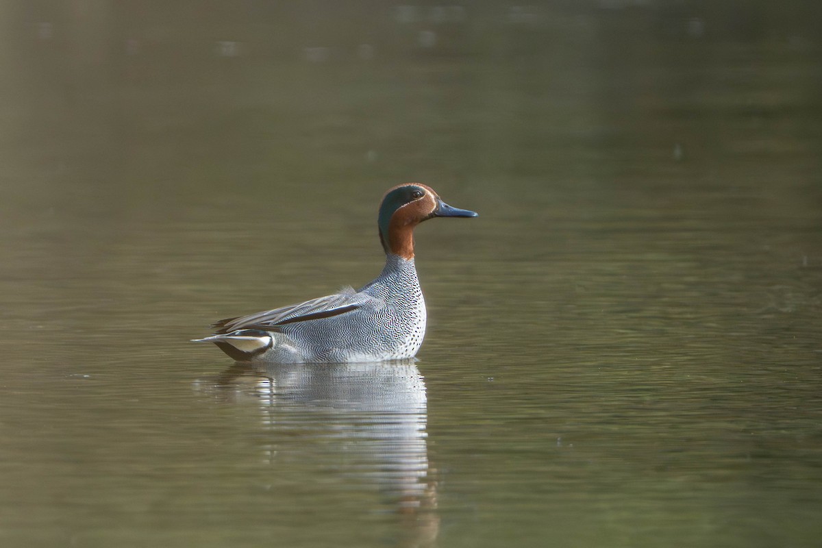 Zertzeta arrunta - ML655138334