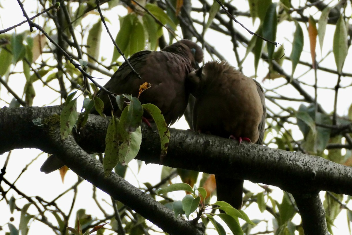 Eared Dove - ML655138335