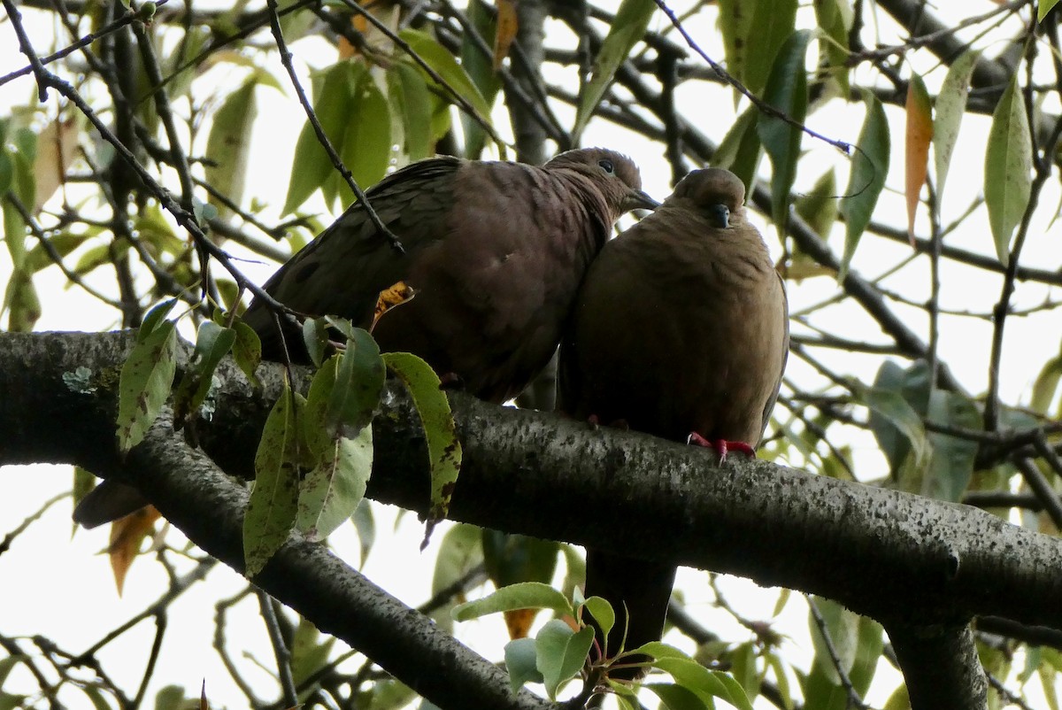 Eared Dove - ML655138337