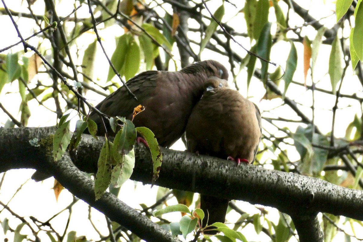 Eared Dove - ML655138338
