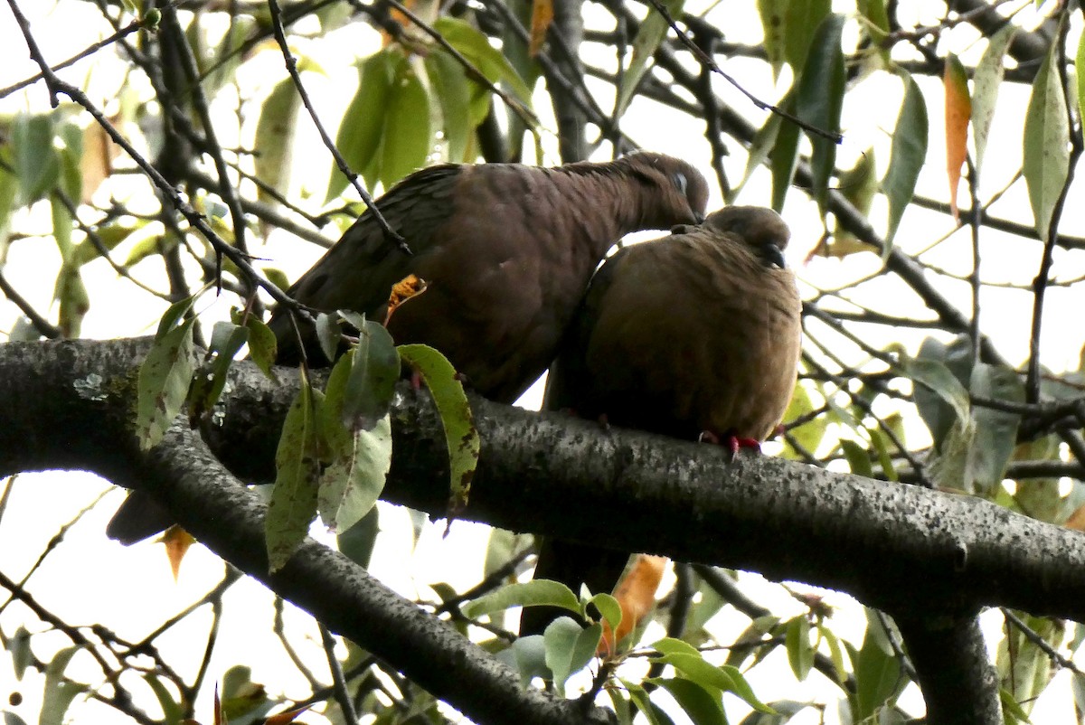 Eared Dove - ML655138445