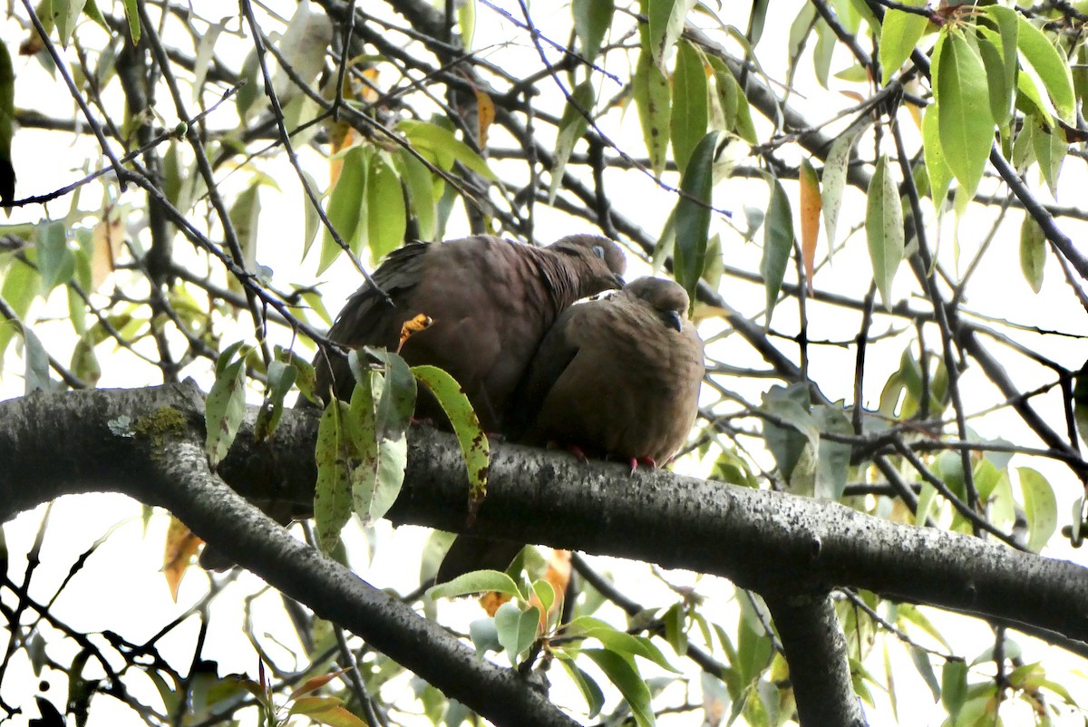 Eared Dove - ML655138448