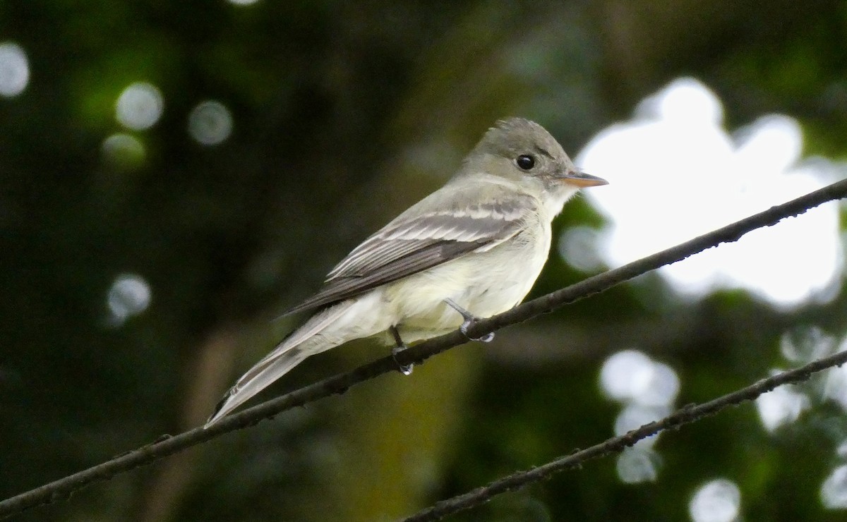 Eastern Wood-Pewee - ML655139742