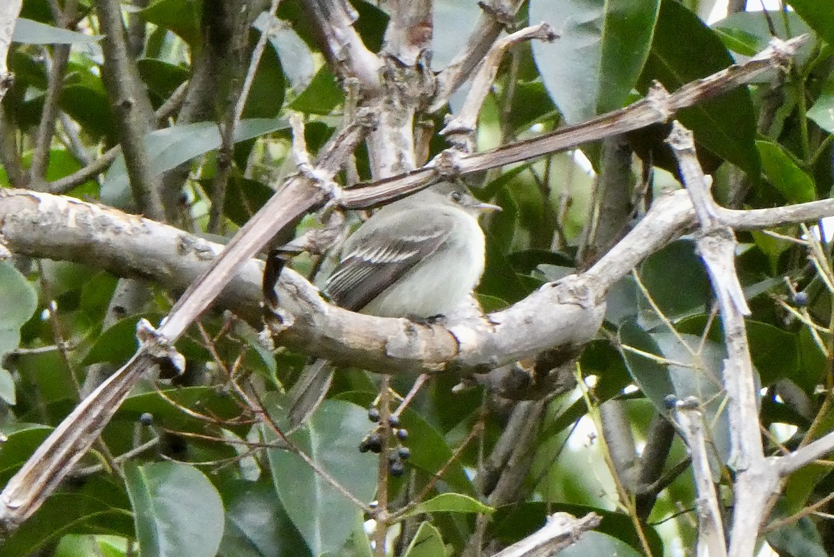 Eastern Wood-Pewee - ML655139743